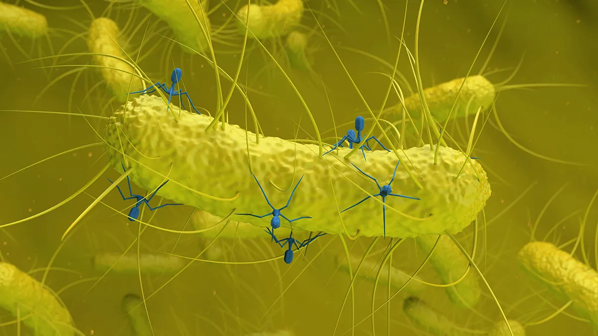 Darmbakterien und kolorektaler Krebs: neue Einblicke