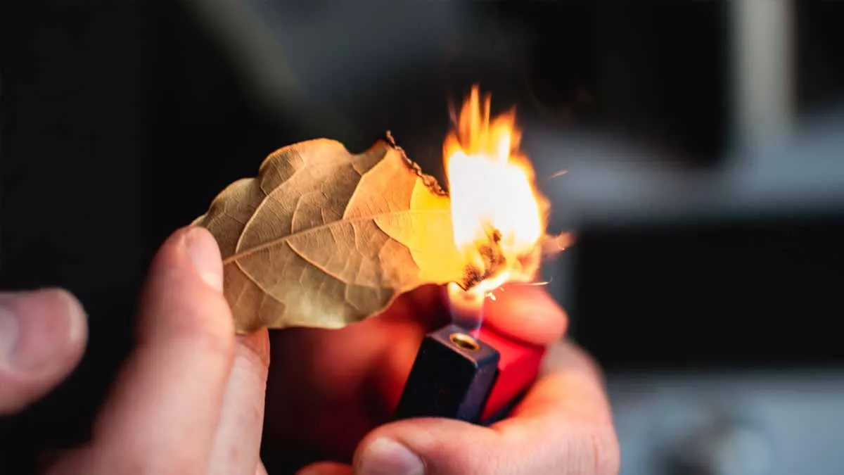 Verborgene Kräfte von Lorbeerblättern: Wie sie den Alltag harmonischer machen