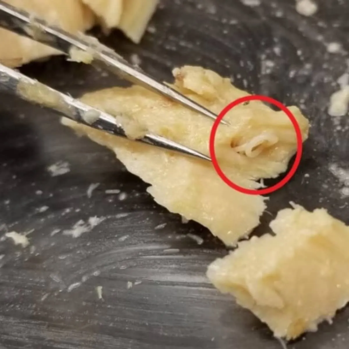 Sie öffneten eine 50 Jahre abgelaufene Dose Lachs: was sie darin fanden, verändert die Meereswissenschaft