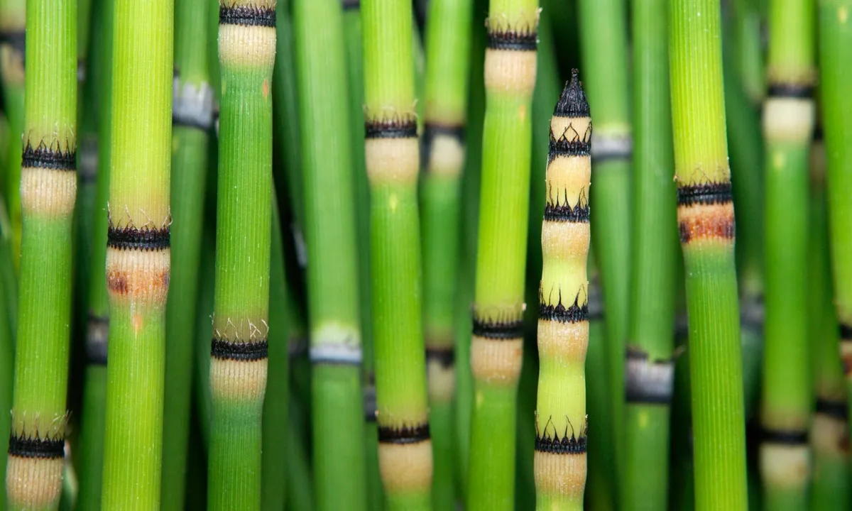Unerwarteter Fund bei Schachtelhalmen: Revolutionäre Erkenntnisse zur Wasserchemie