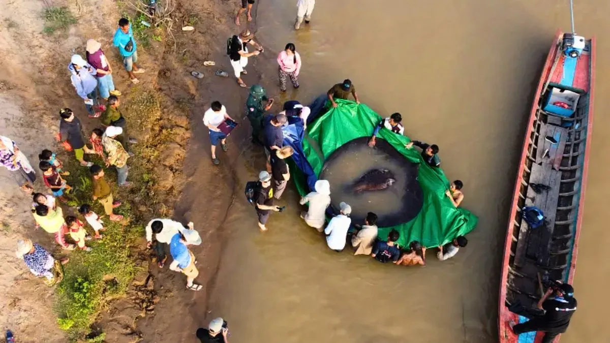Ein Flussriese entdeckt: Der größte dauerhaft im Süßwasser lebende Fisch der Welt